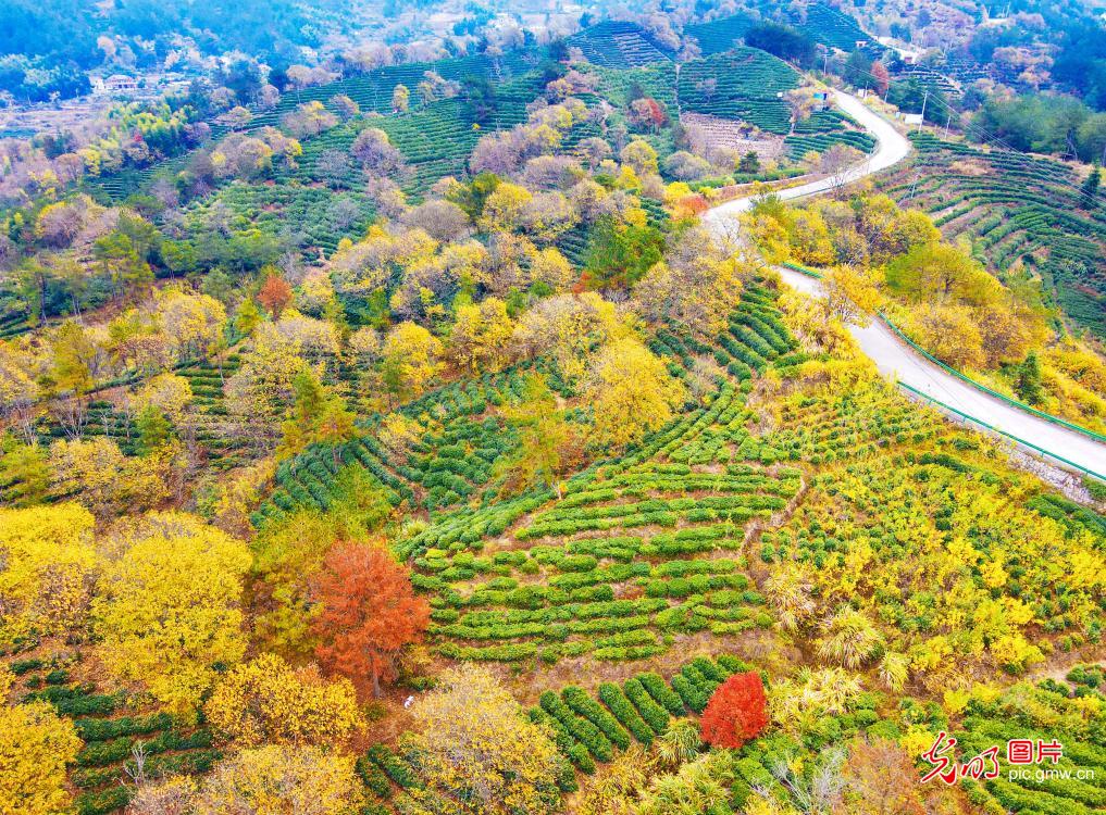 In pics: Tea garden in E China's Anhui