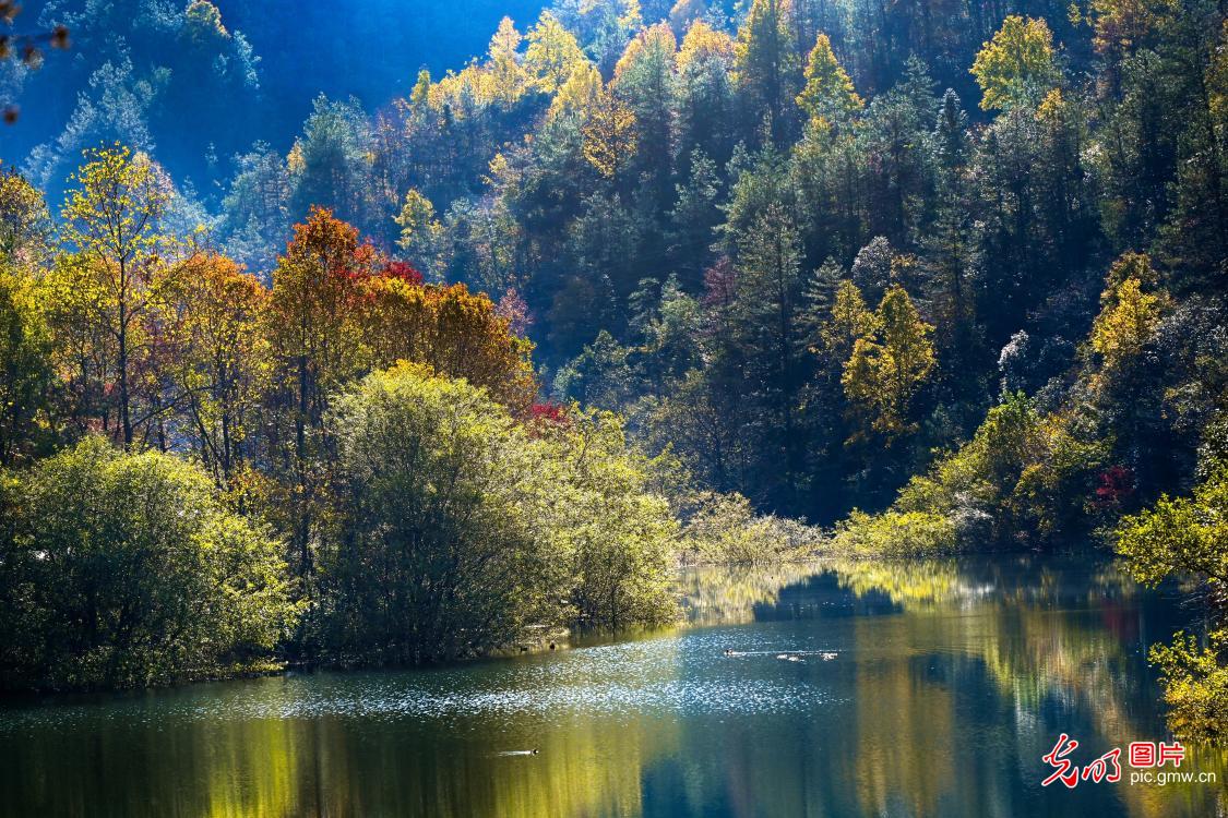 Forest dyed the early winter in C China's Hubei