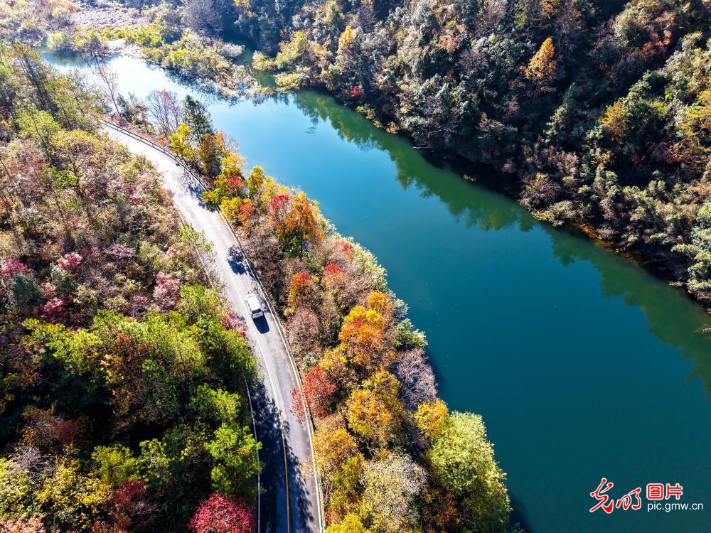 Forest dyed the early winter in C China's Hubei