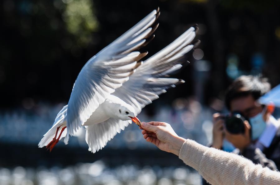 Sustained passion of bird lovers evident in SW China