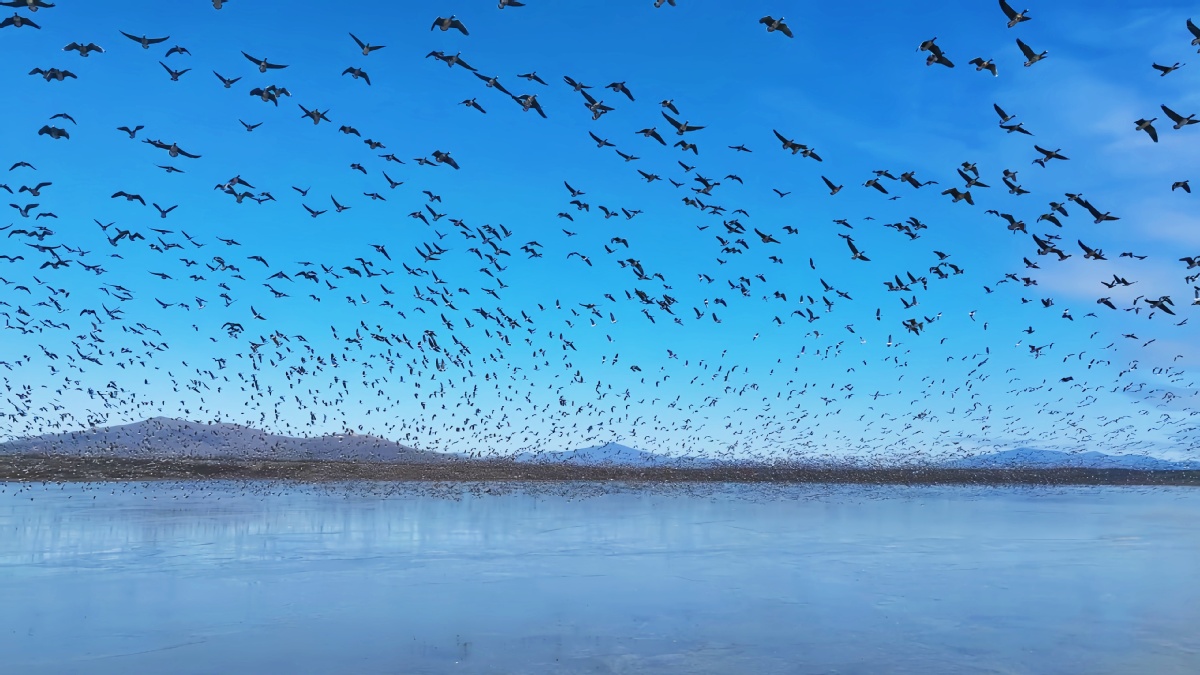 Rare birds descend on Jingxin Wetland oasis