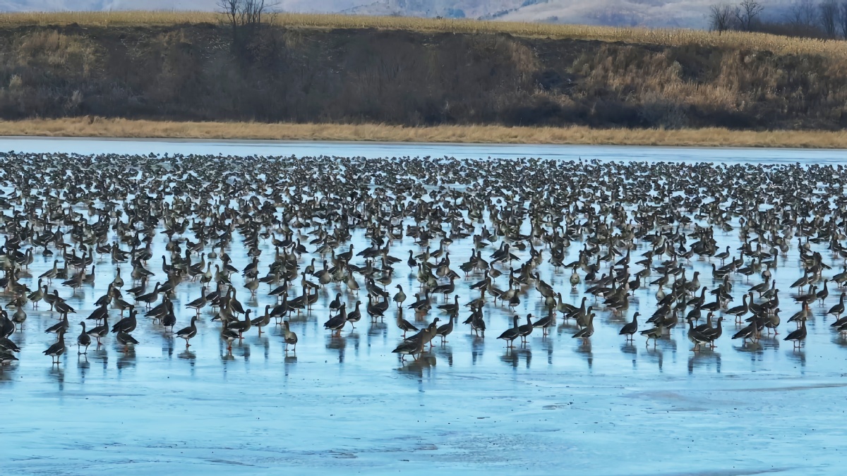 Rare birds descend on Jingxin Wetland oasis