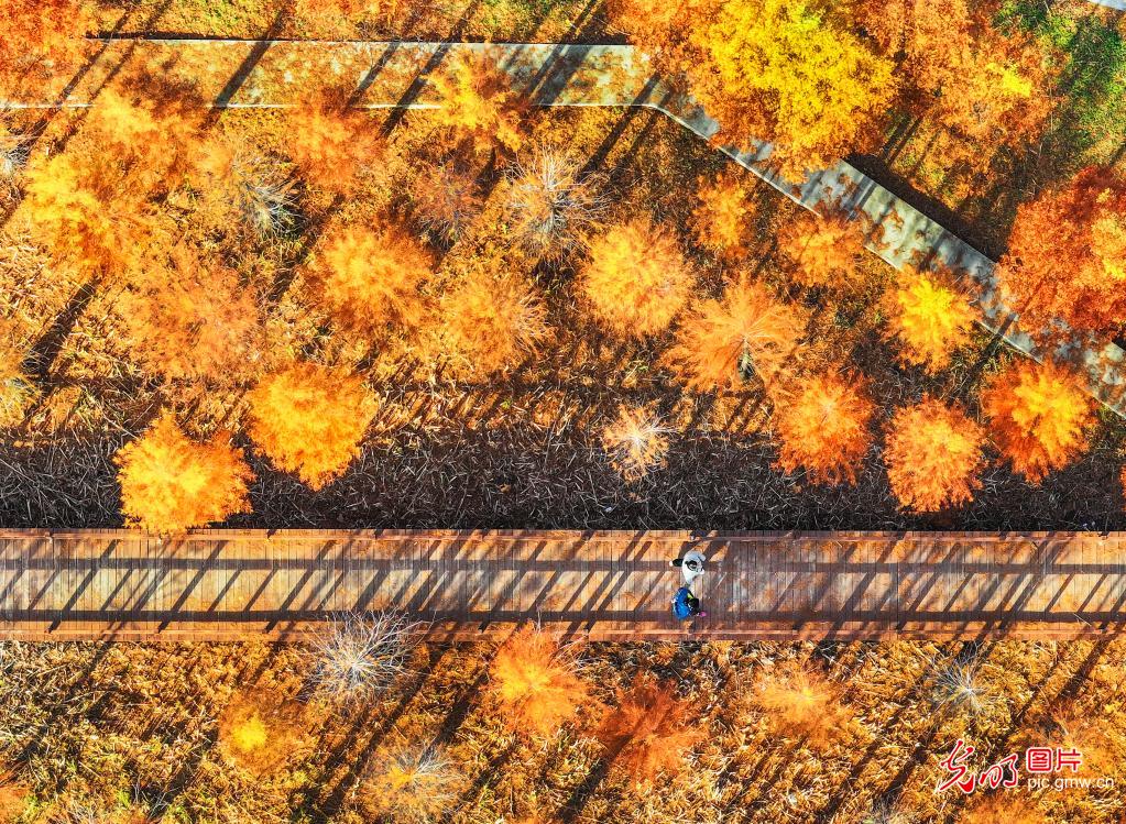 Zaozhuang of E China’s Shandong: Picturesque forest park