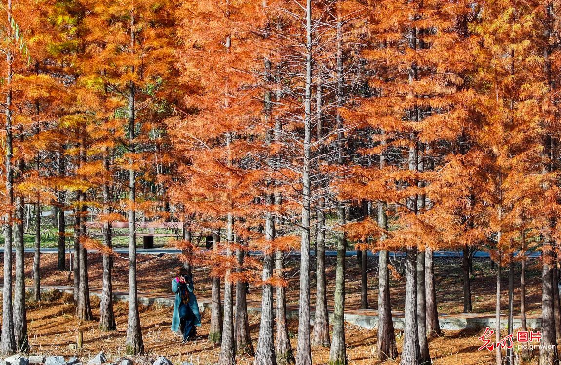 Zaozhuang of E China’s Shandong: Picturesque forest park