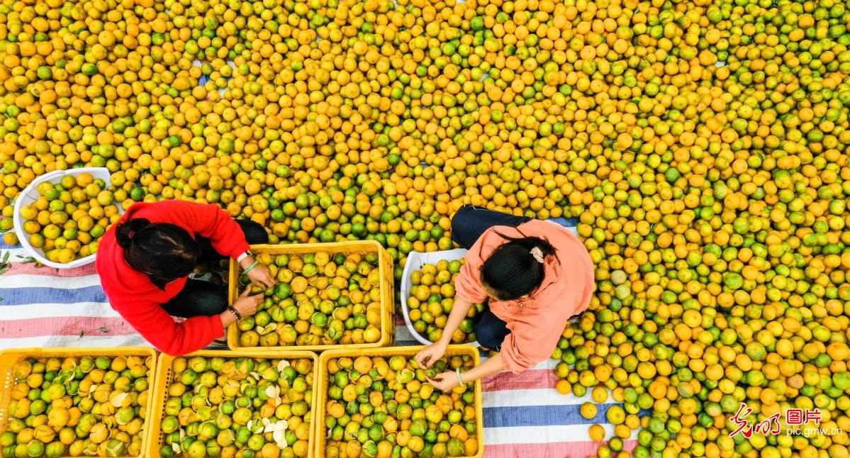 Speciality fruits boost farmers’ prosperity in S China’s Guangxi