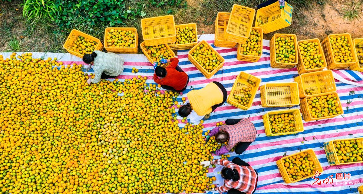 Speciality fruits boost farmers’ prosperity in S China’s Guangxi