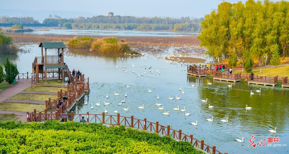 Dancing swans grace Yellow River wetlands in C China’s Henan