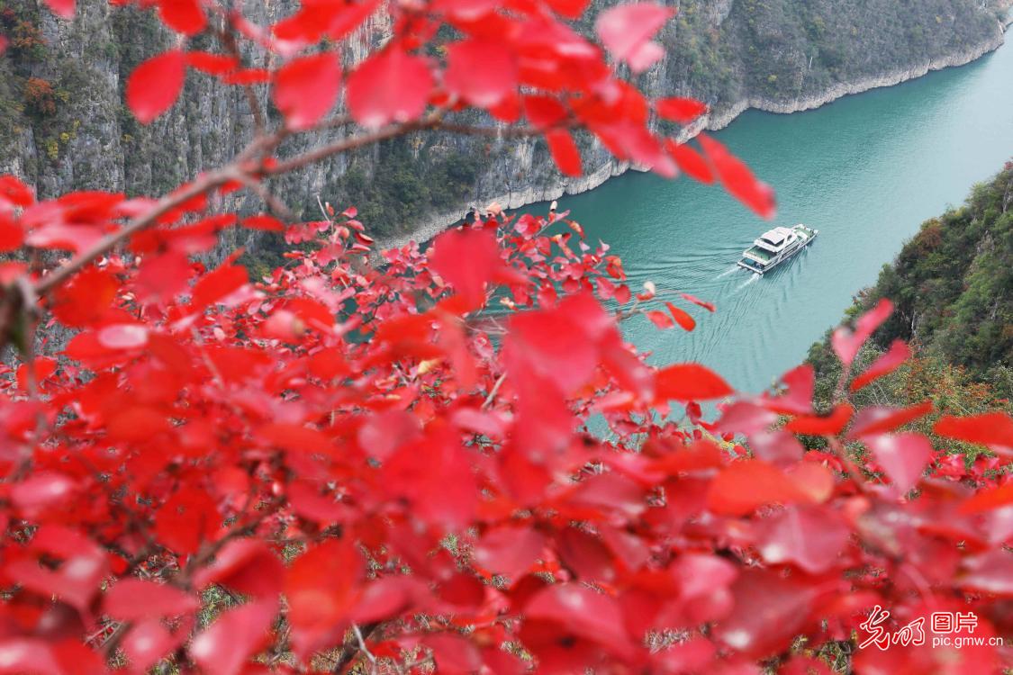 Red leaf scenery in SE China's Chongqing