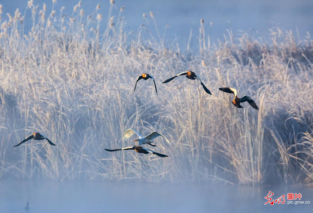 Migratory birds in N China's Inner Mongolia