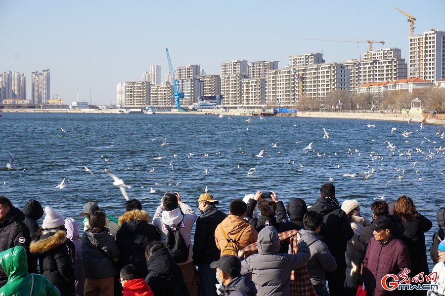 Seagulls draw visitors to Haihe River in Tianjin