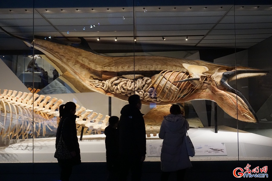 National Maritime Museum of China highlights marine biodiversity