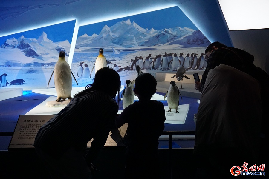 National Maritime Museum of China highlights marine biodiversity