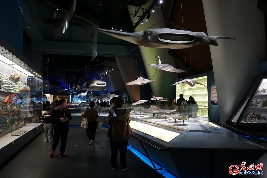 National Maritime Museum of China highlights marine biodiversity