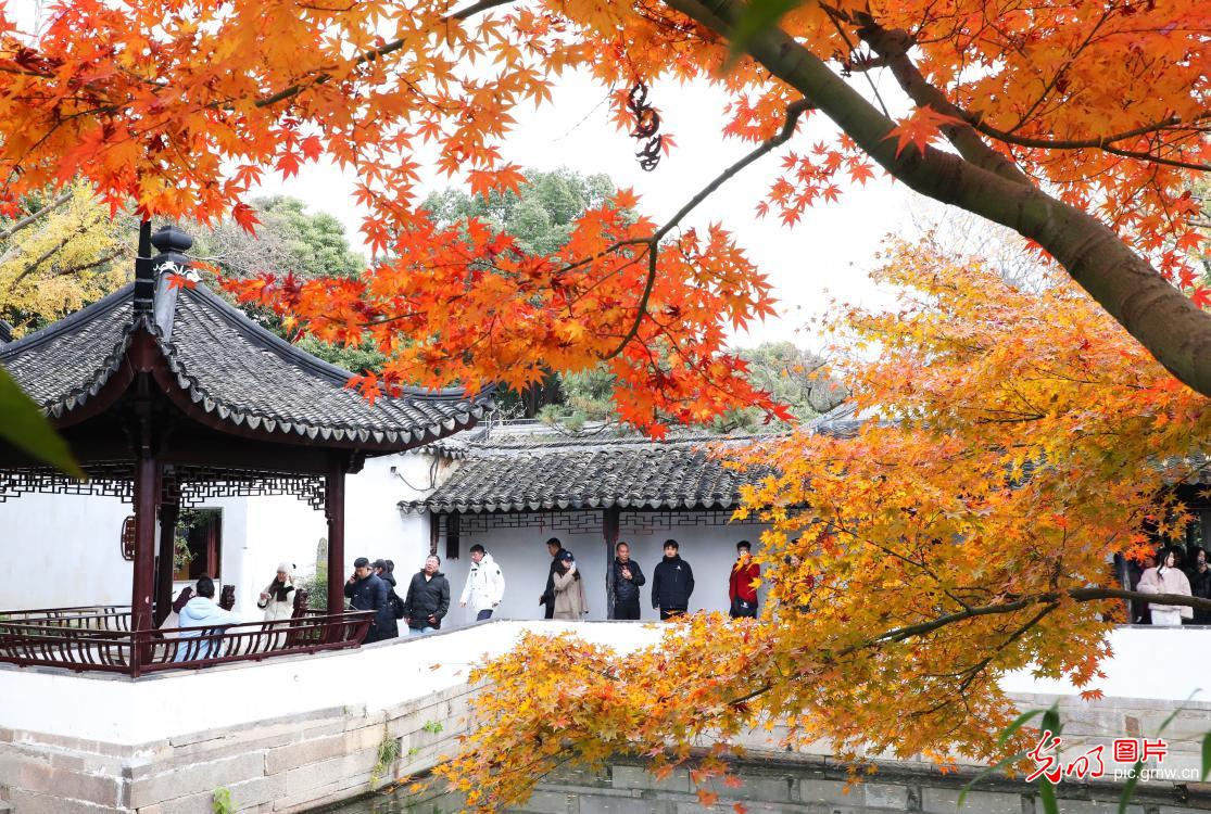 Maple leaves in Humble Administrator's Garden attract tourists