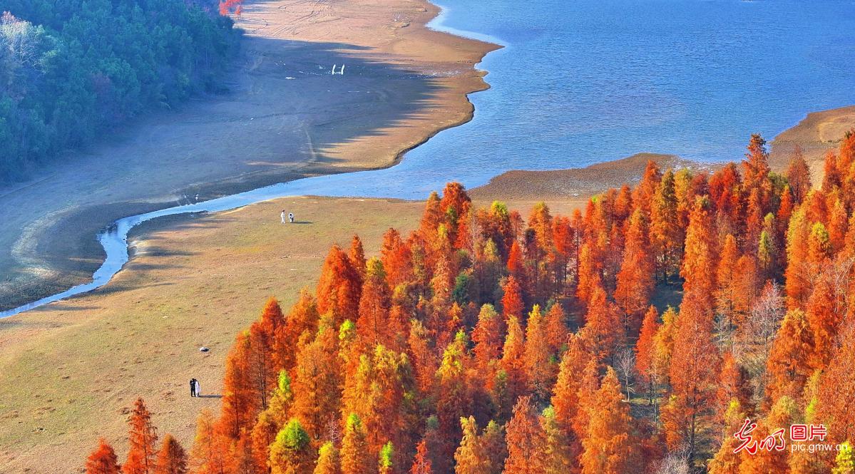 Winter dawn redwoods in full color _Guangming Online