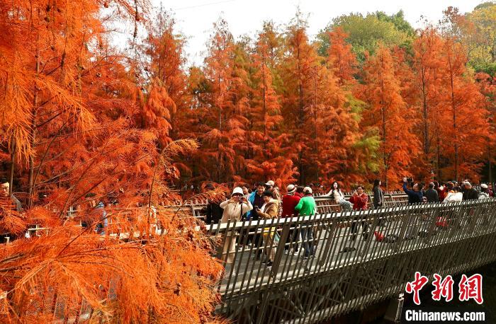 Metasequoia with red leaves attract tourists in SE China’s Fujian Province