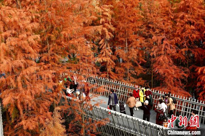 Metasequoia with red leaves attract tourists in SE China’s Fujian Province