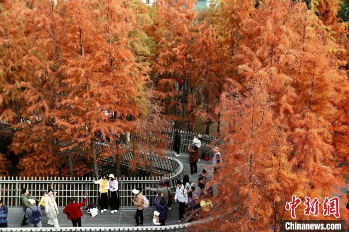 Metasequoia with red leaves attract tourists in SE China’s Fujian Province