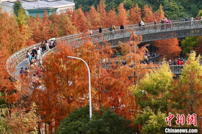 Metasequoia with red leaves attract tourists in SE China’s Fujian Province