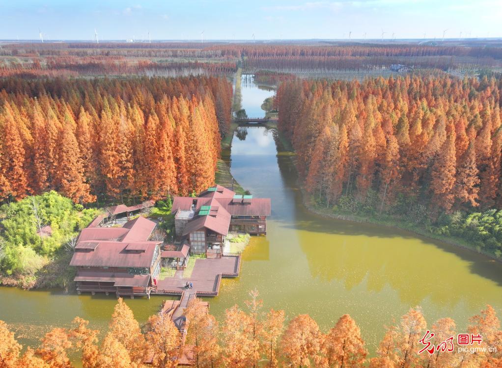 Trees stand tall at forest park in E China’s Jiangsu