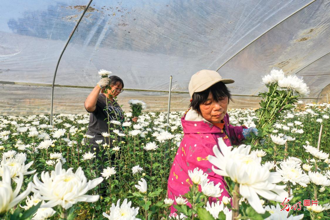 Picking fresh flowers for Spring Festival market