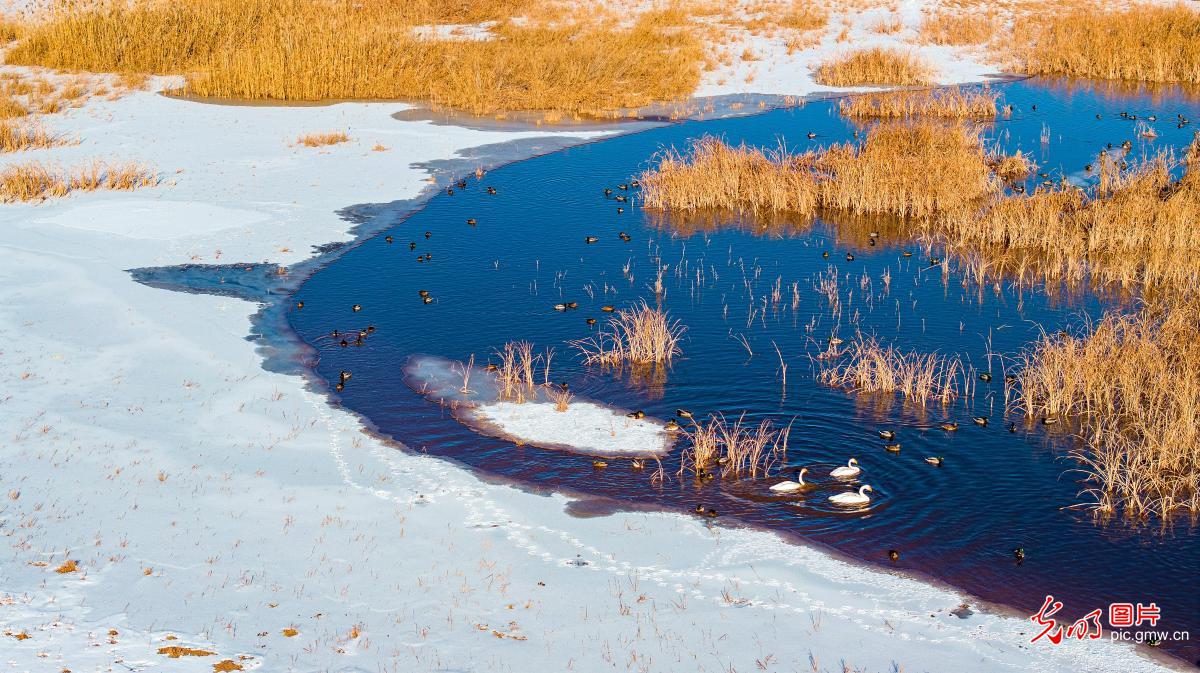 Ecological picture of Heihe Wetland in NW China