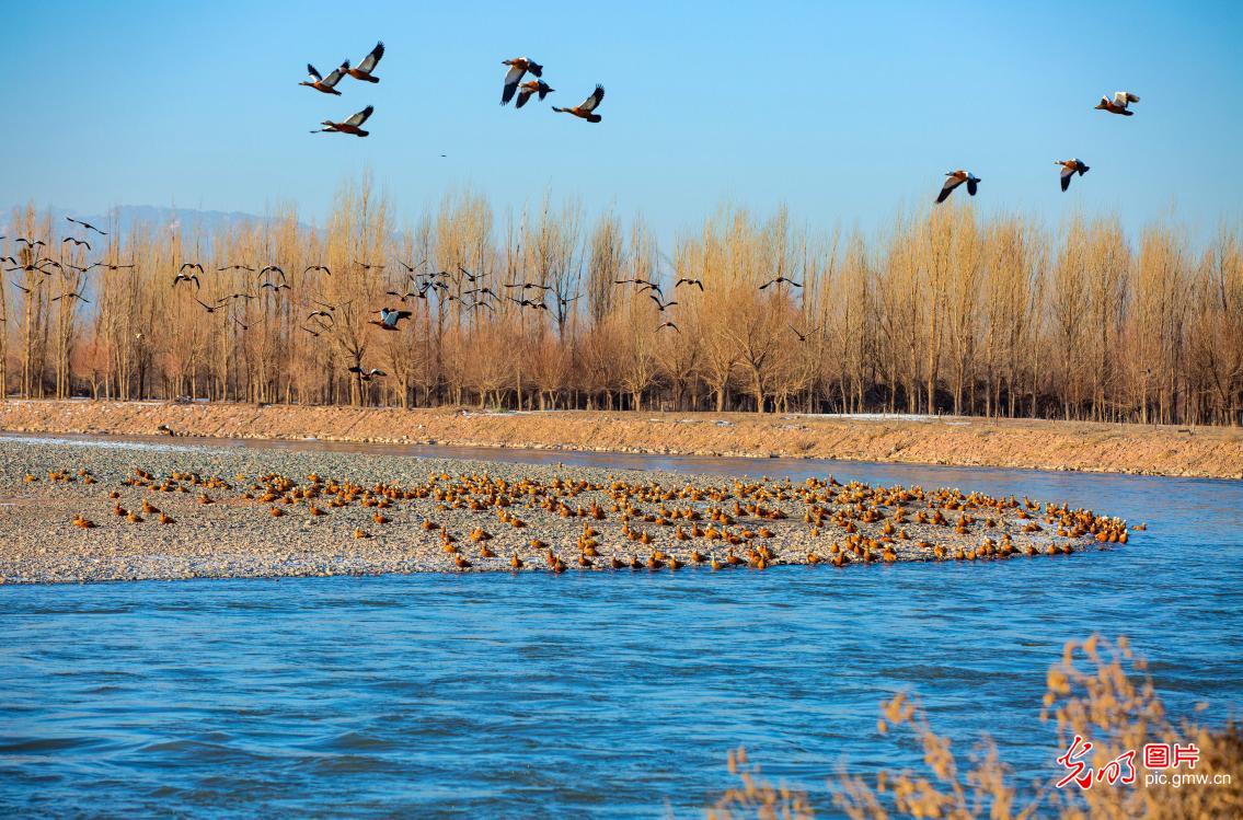 Ecological picture of Heihe Wetland in NW China