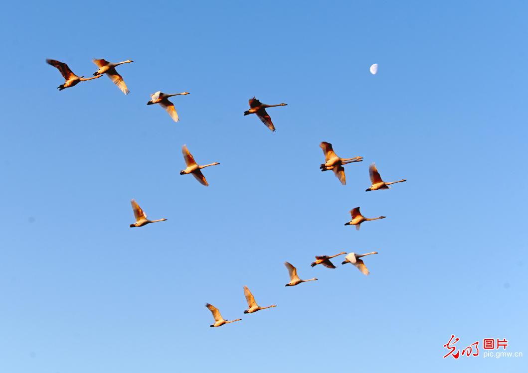 Scenery of swans dance in E China’s Shandong