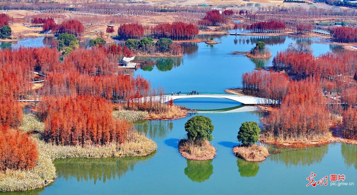 Wetland wears autumn hues in E China’s Jiangxi