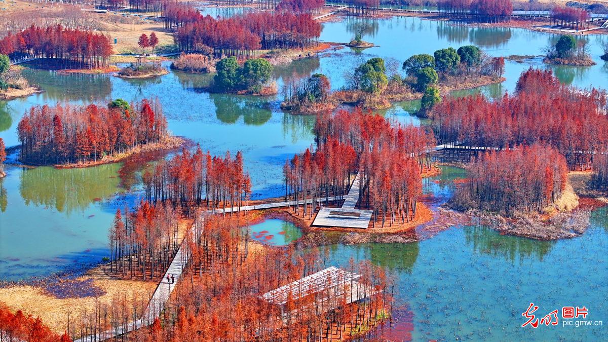 Wetland wears autumn hues in E China’s Jiangxi