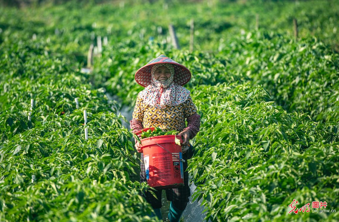 Busy farming activities during the Great Cold Season