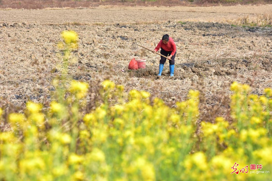 Busy farming activities during the Great Cold Season