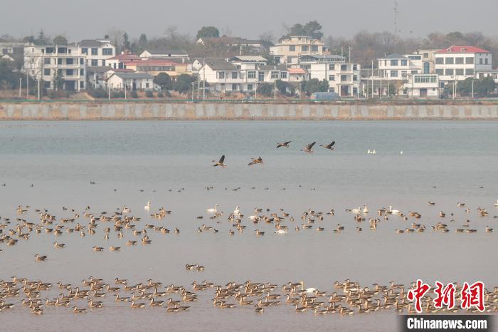 Various sorts of migrant birds seen in E China’s Jiangxi Province