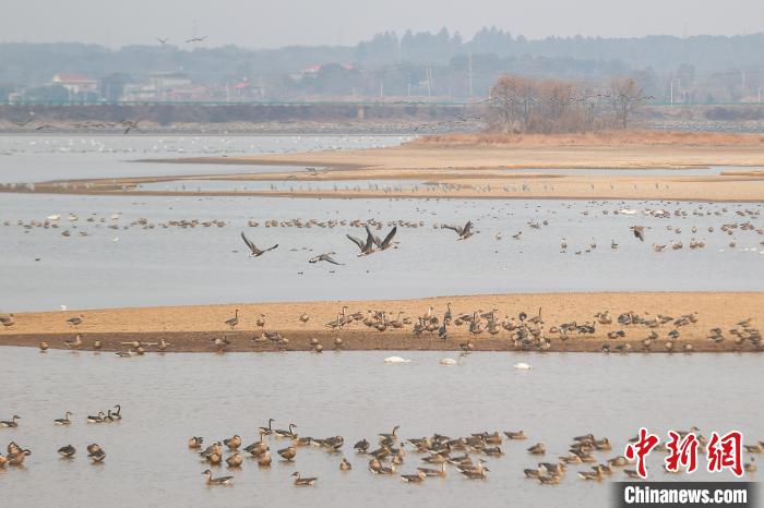 Various sorts of migrant birds seen in E China’s Jiangxi Province