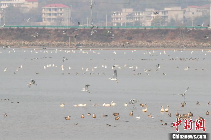 Various sorts of migrant birds seen in E China’s Jiangxi Province