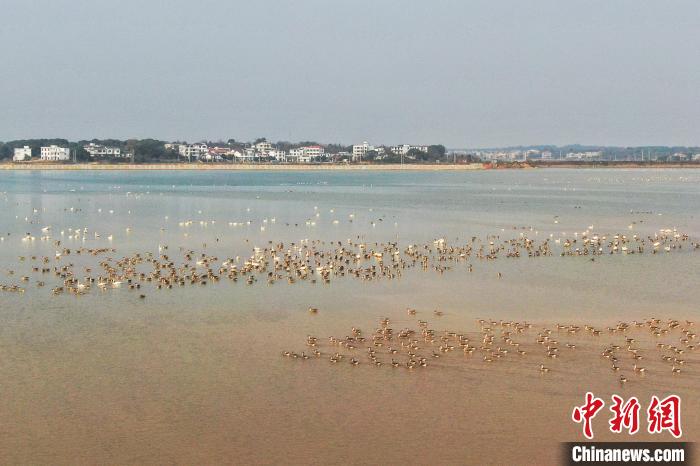 Various sorts of migrant birds seen in E China’s Jiangxi Province