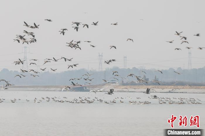 Various sorts of migrant birds seen in E China’s Jiangxi Province