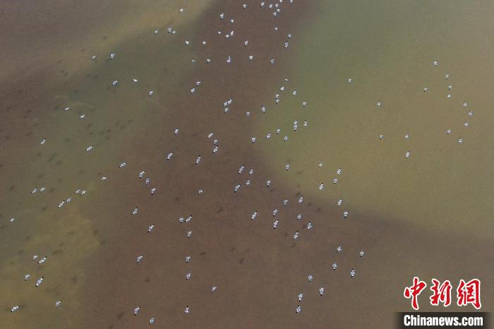 Various sorts of migrant birds seen in E China’s Jiangxi Province