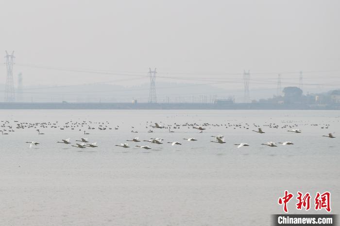 Various sorts of migrant birds seen in E China’s Jiangxi Province