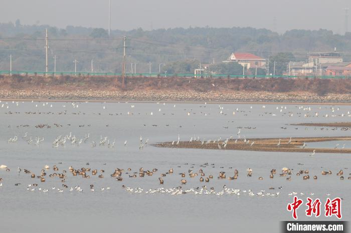 Various sorts of migrant birds seen in E China’s Jiangxi Province