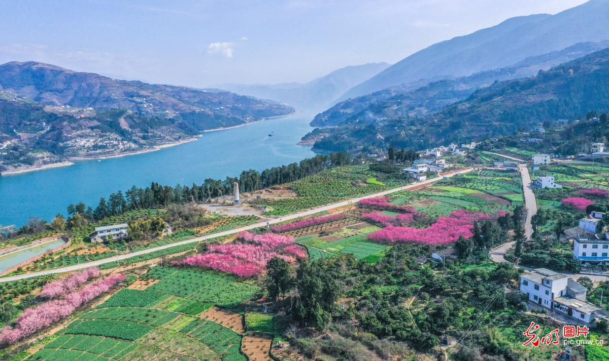 Plum blossoms bloom as spring arrives in SW China’s Chongqing