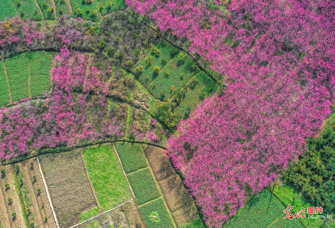 Plum blossoms bloom as spring arrives in SW China’s Chongqing