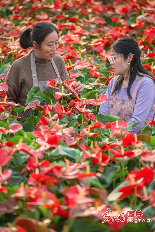 Hard work brings blooming greenhouses in early spring