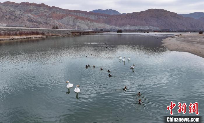 Migrant birds seen NW China’s Qinghai Province