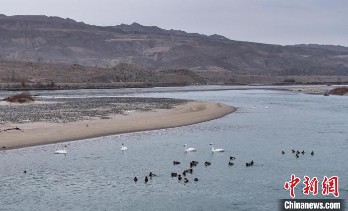 Migrant birds seen NW China’s Qinghai Province