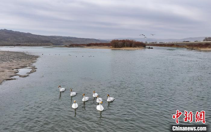 Migrant birds seen NW China’s Qinghai Province