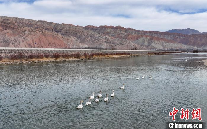 Migrant birds seen NW China’s Qinghai Province