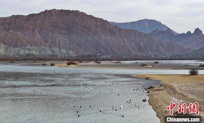 Migrant birds seen NW China’s Qinghai Province