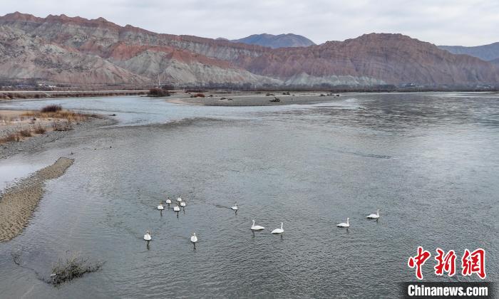 Migrant birds seen NW China’s Qinghai Province