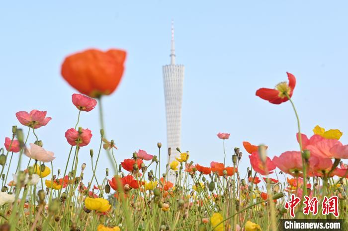 Tourists enjoy blooming flowers in SE China’s Guangdong Province